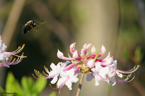 Bumble Bee - 2