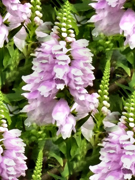 Lavender Toned Flowers (Two)