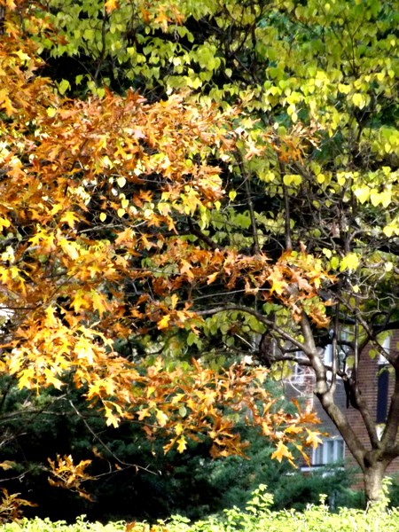 Autumn In The Park (Five)