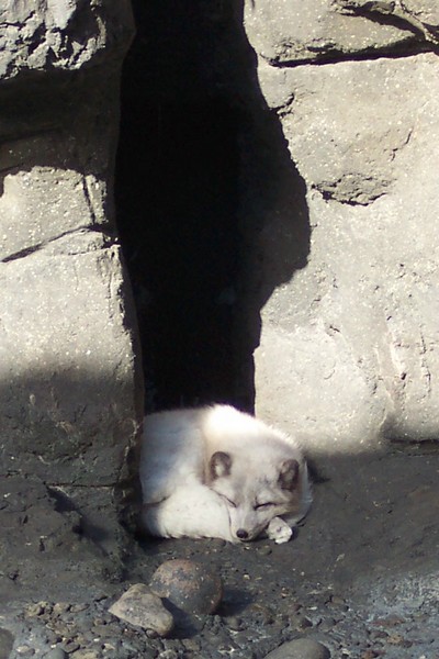 White Fox