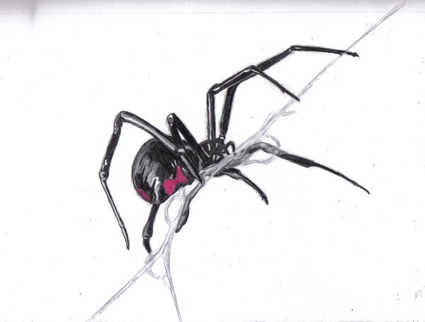 spider