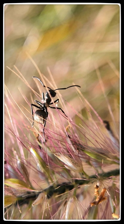 An Ant in Weed Spikes