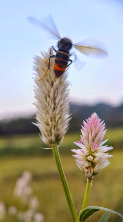 a wasp flying away