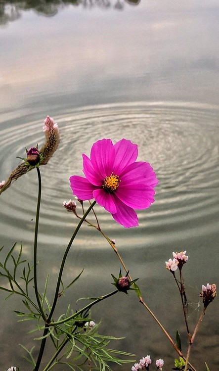 flower and water