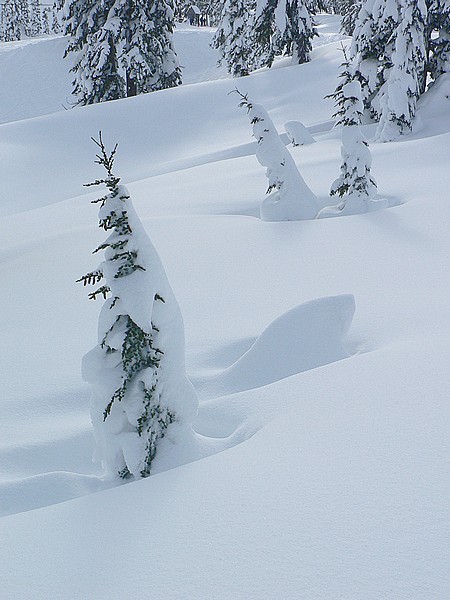 Snow and trees