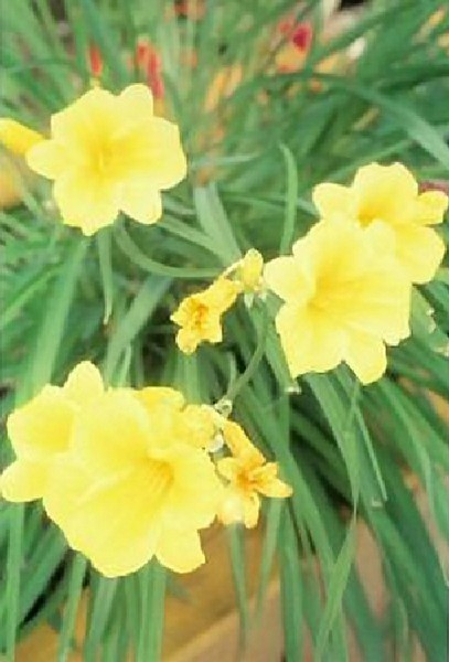 Yellow Flowers