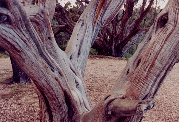 Trees
