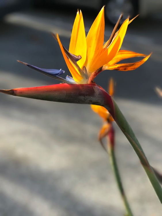 Bird of Paradise
