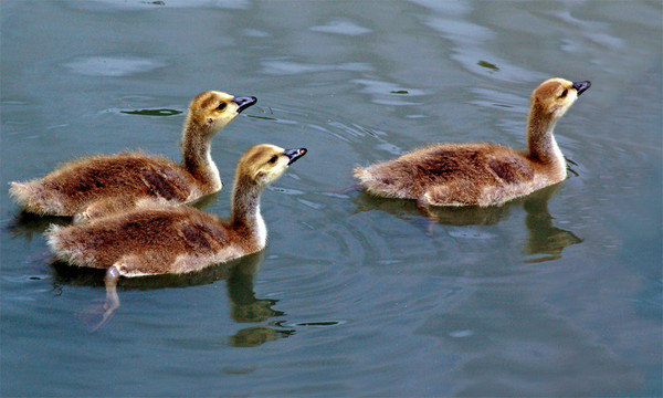 Proud as Peacocks