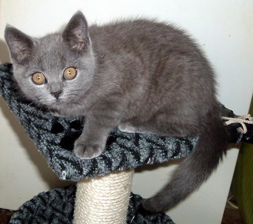 Orange Eyes