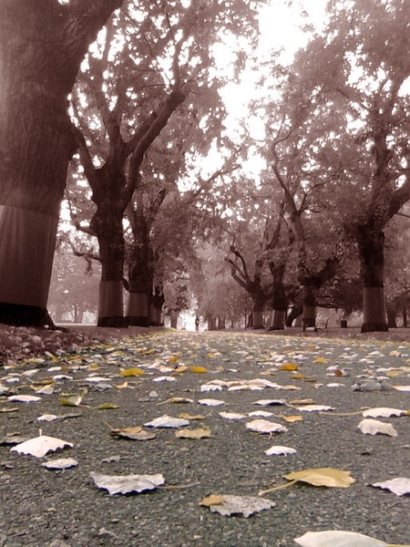 Under the Trees