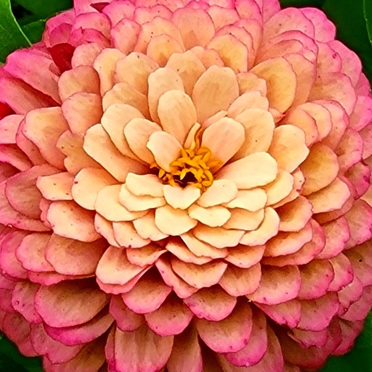 DAHLIA 