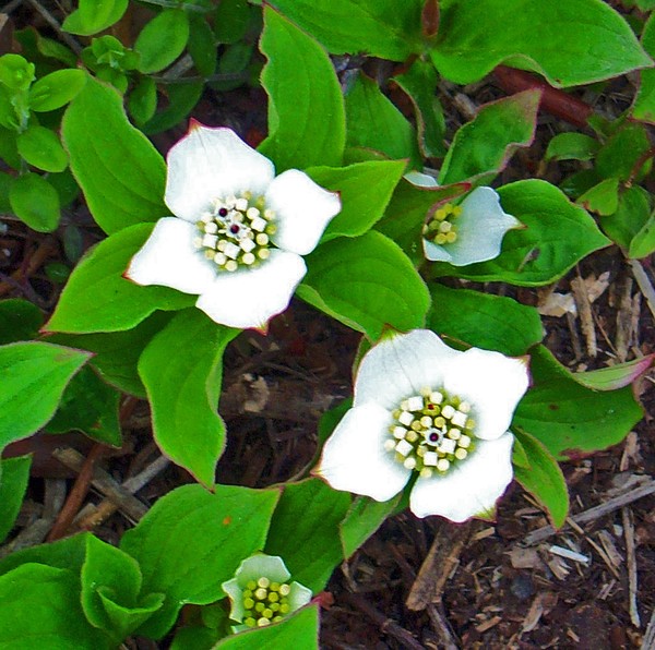Bunch Berry Flowers