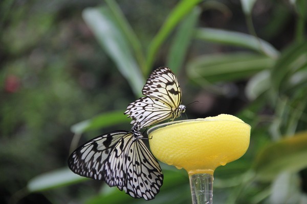 Rice Paper butterflies enjoying a snack