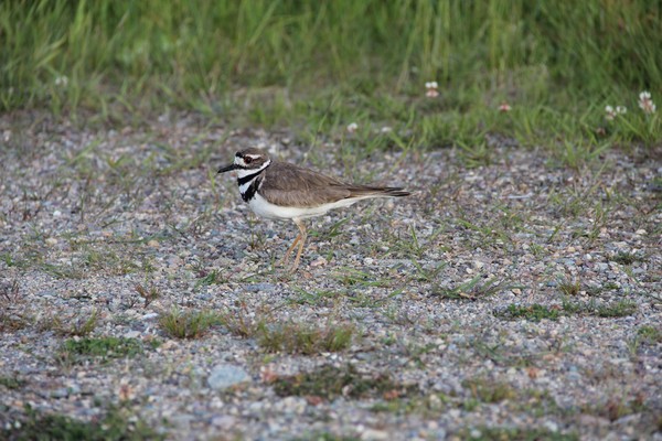 Beautiful Killdeer profile