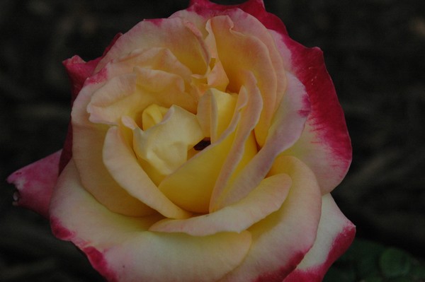 Variegated Rose bloom- Nova Scotia