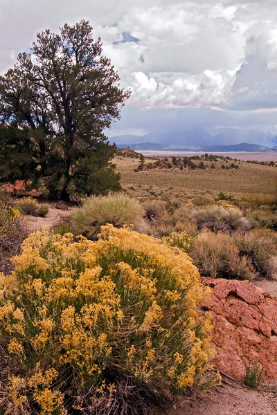 Yellow Rabbit Brush and Storm