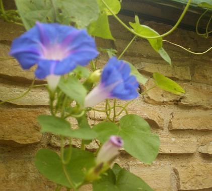 Morning Glory