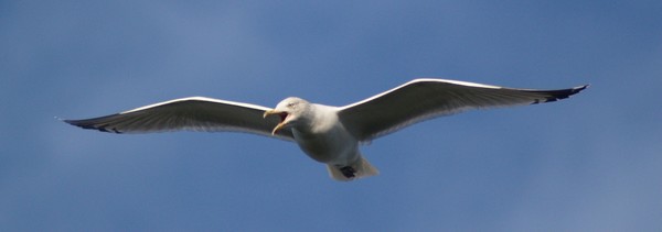 'Squawk!'