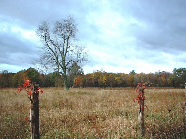 Forgotten Pasture