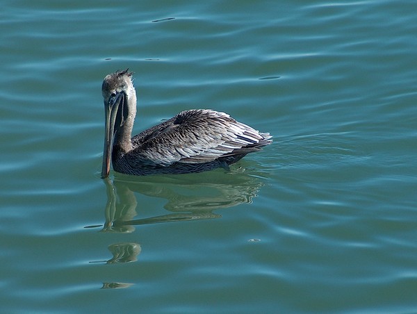 pelican