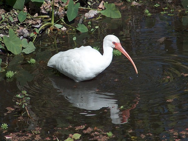 White ibis