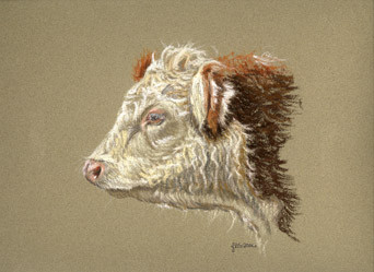 Hereford Cow Side View