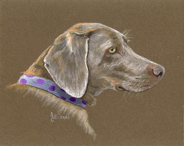 Weimaraner