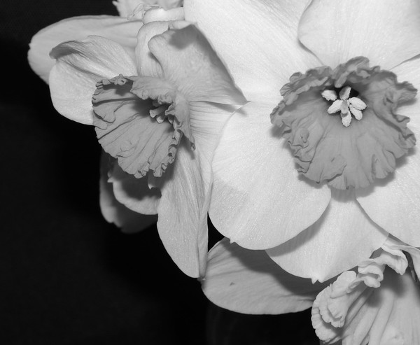 Daffos B&W 1