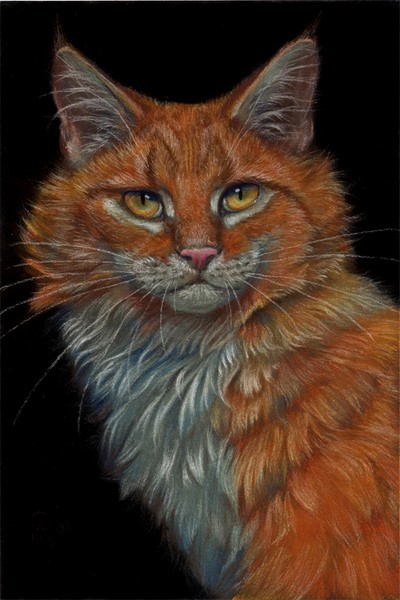Red cat 