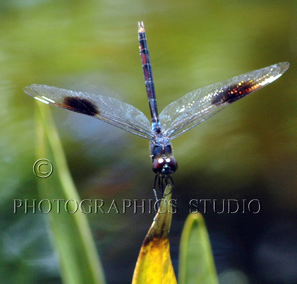 Dragonfly 