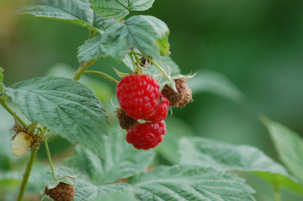 Raspberries