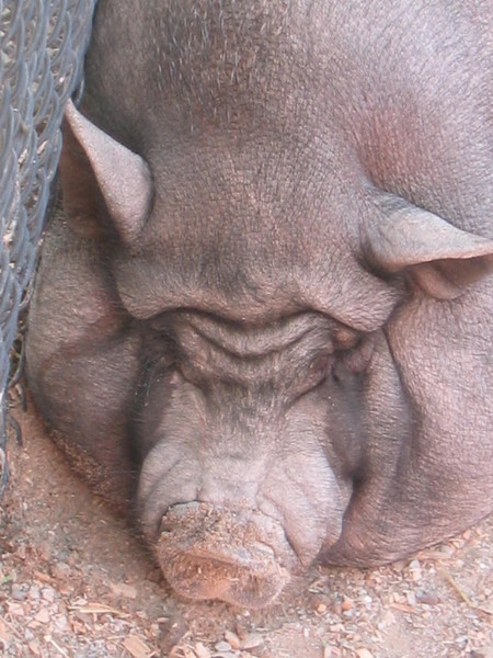 Piggy