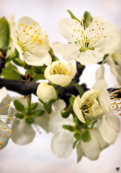 VICTORIA BLOSSOM 2009