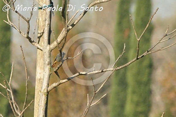 Black Redstart... peeps