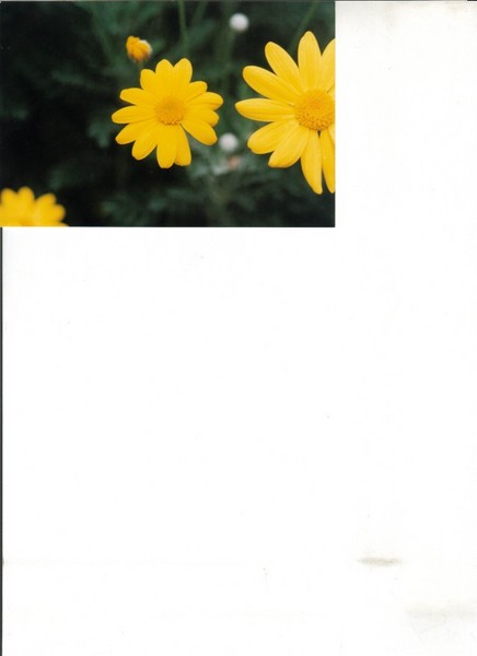 yellow Daisys