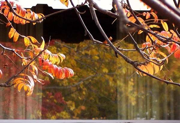Autumn in Reflections