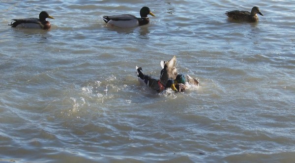 Fighting Ducks