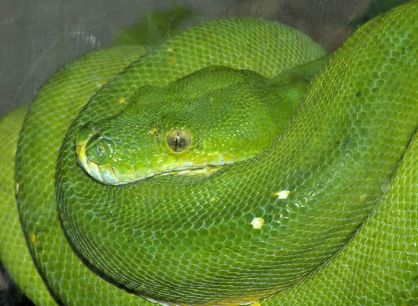 Green Tree Python.