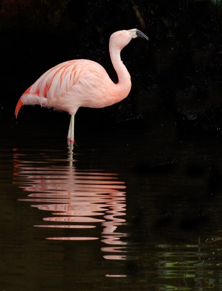 Flamingo Reflections,4