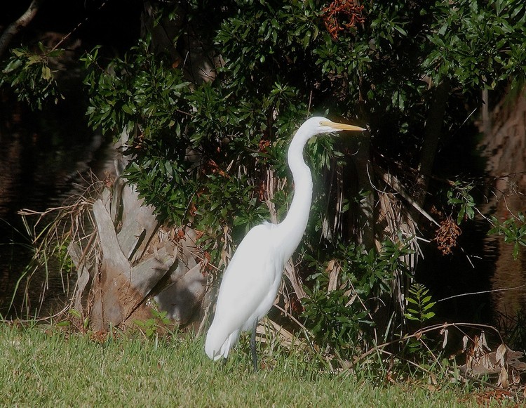Egret Radiates Sunshine
