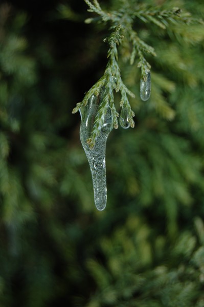 Ice in February