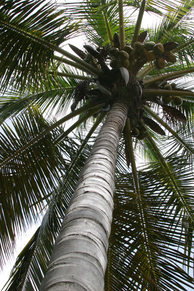 Tropical rain umbrella