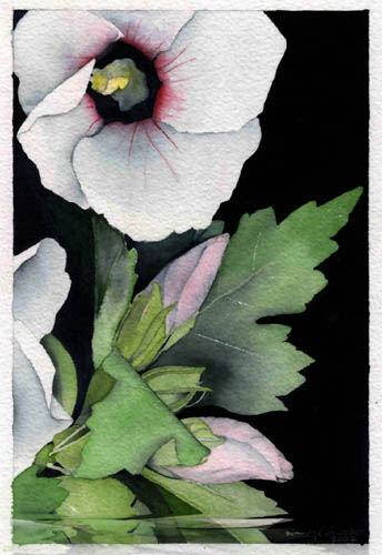 Mallow Flowers