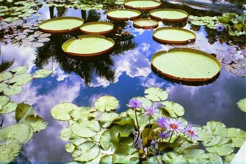 Lilly Pond Cayman