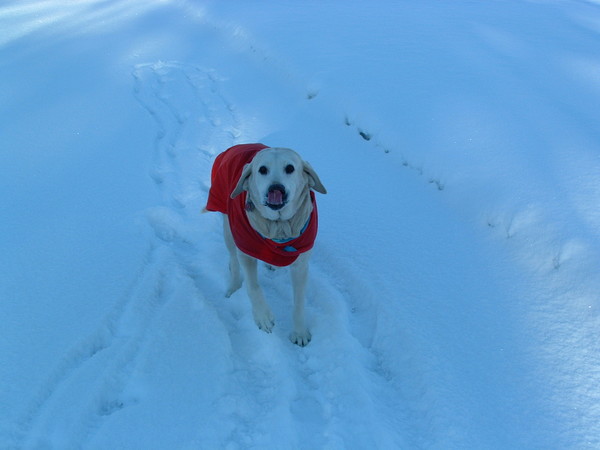 My Nose is Cold