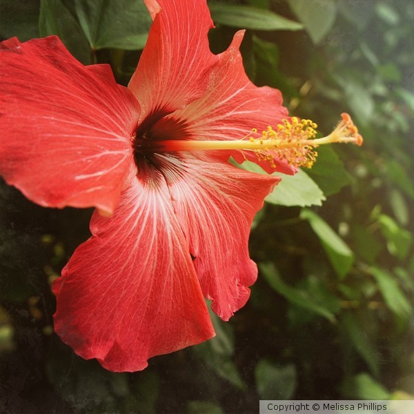 Flower Power