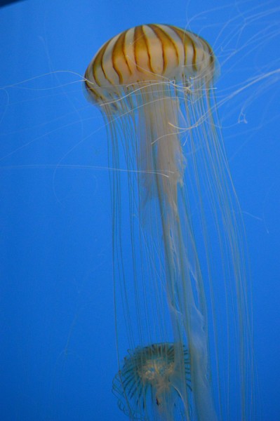 Jelly Love