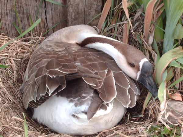duck duck GOOSE