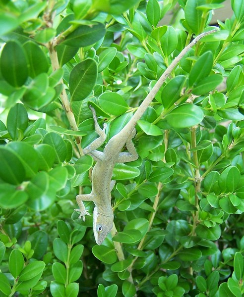 Lizard